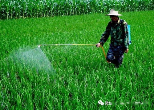 吃得安心 餐桌上的食品安全指南——食用農(nóng)產(chǎn)品篇
